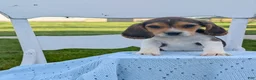 Beagle dogs for sale: Casper - Ad 1