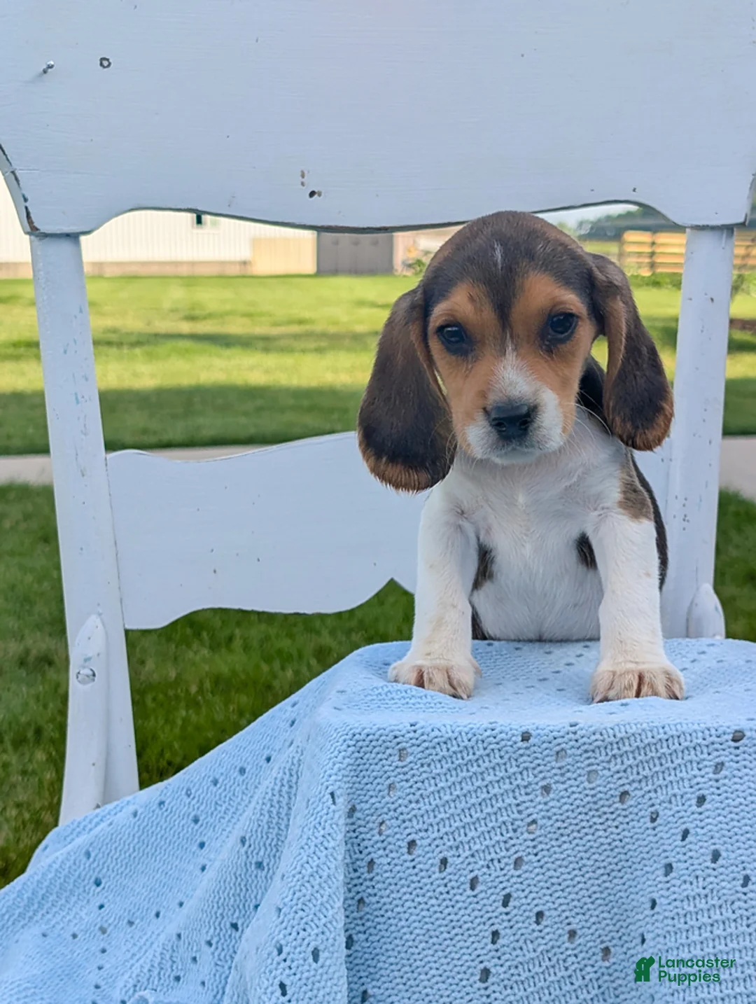 Beagle dogs for sale: Casper - Ad 1