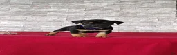Beabull dogs for sale: Ronnie - Ad 1
