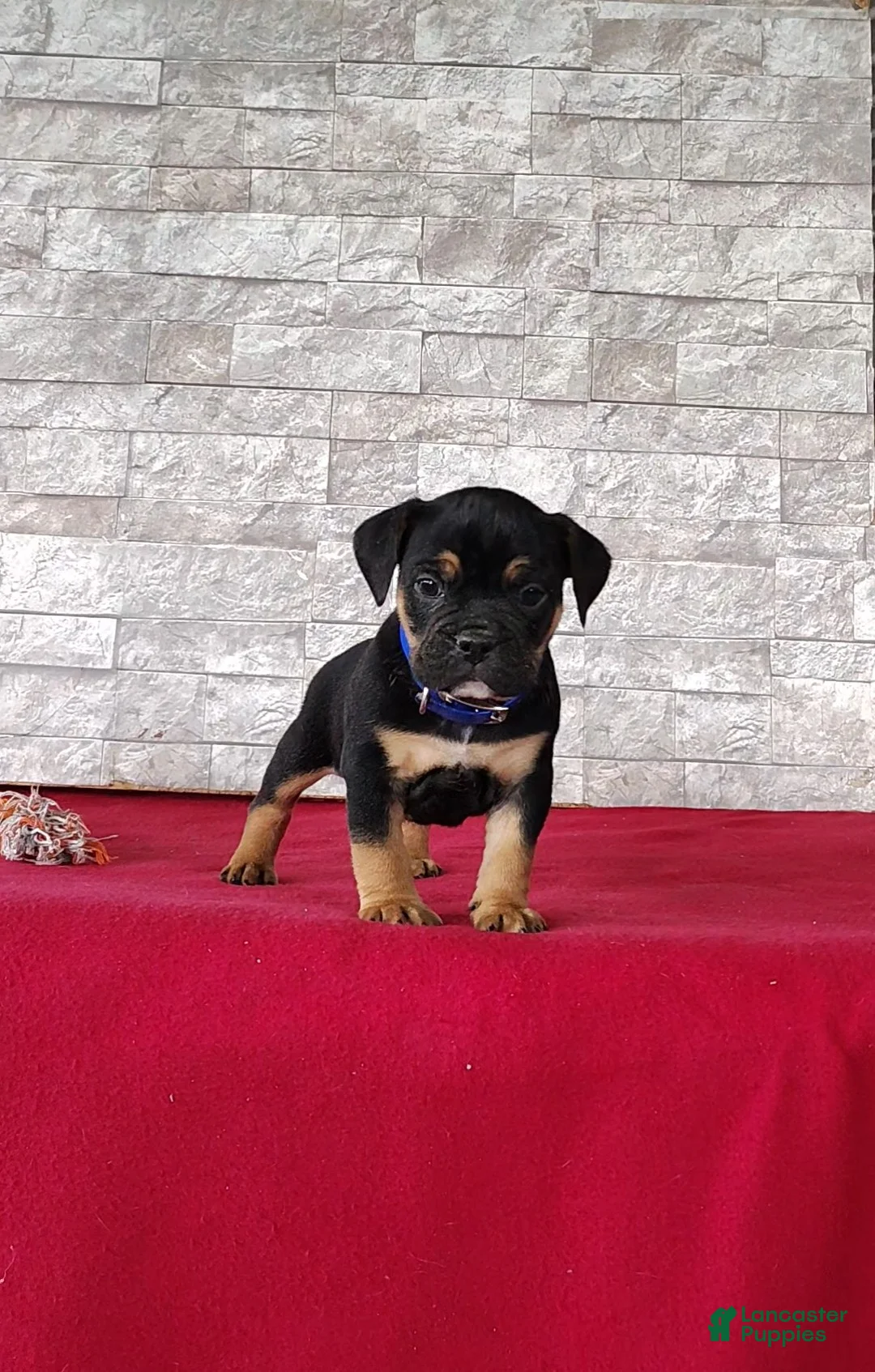 Beabull dogs for sale: Ronnie - Ad 1