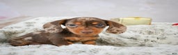 Miniature Dachshund dogs for sale: Mateo - Ad 2