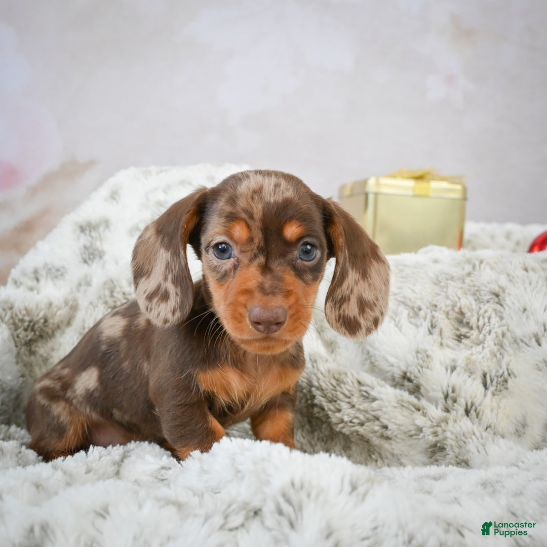 Miniature Dachshund dogs for sale: Mateo - Ad 2