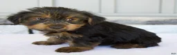 Yorkshire Terrier dogs for sale: Dakota - Ad 6