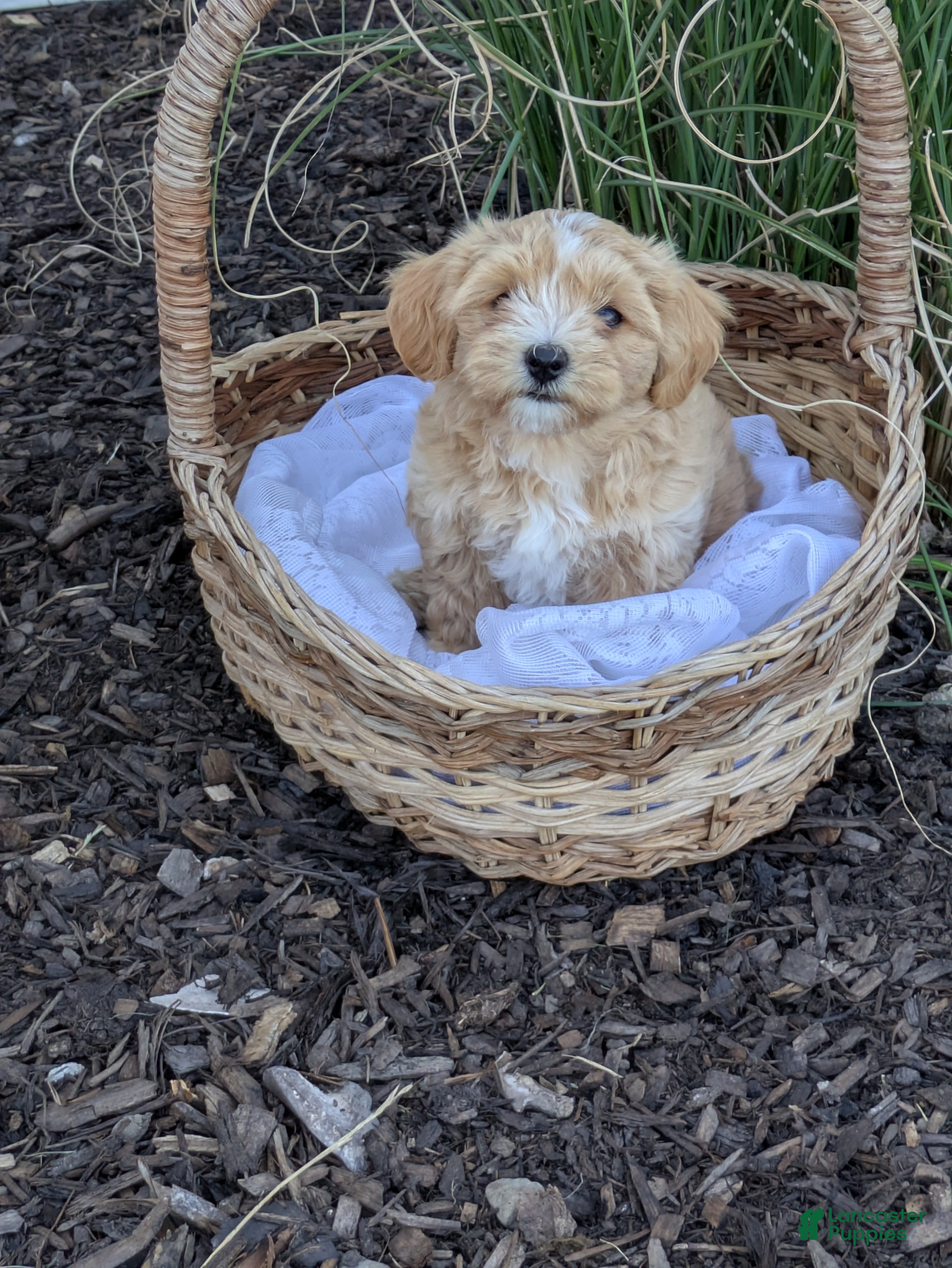 Mixed Breed dogs Sandy - Ad 1
