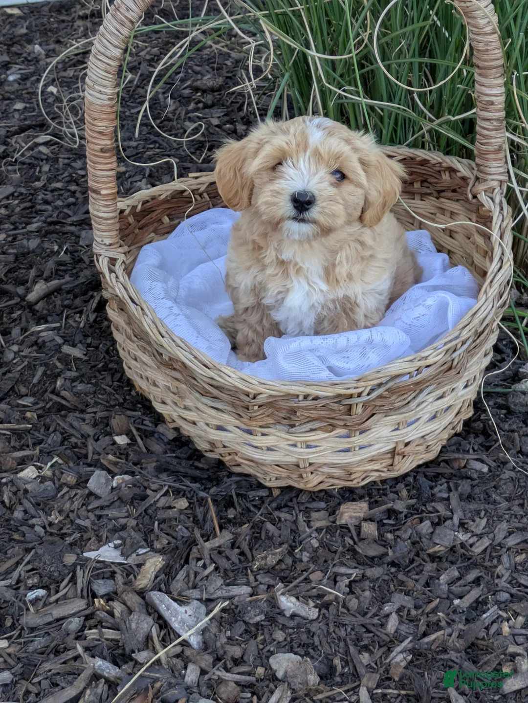 Mixed Breed dogs for sale: Sandy - Ad 1