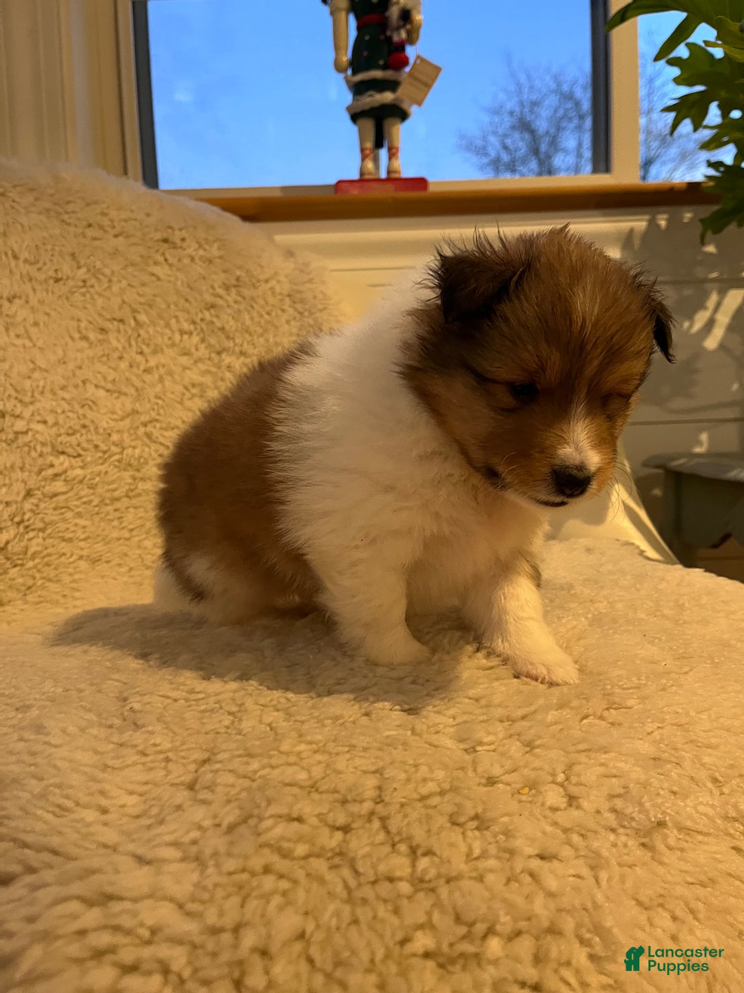 Shetland Sheepdog dogs for sale: Shetland Sheepdog Puppy 3 - Ad 4