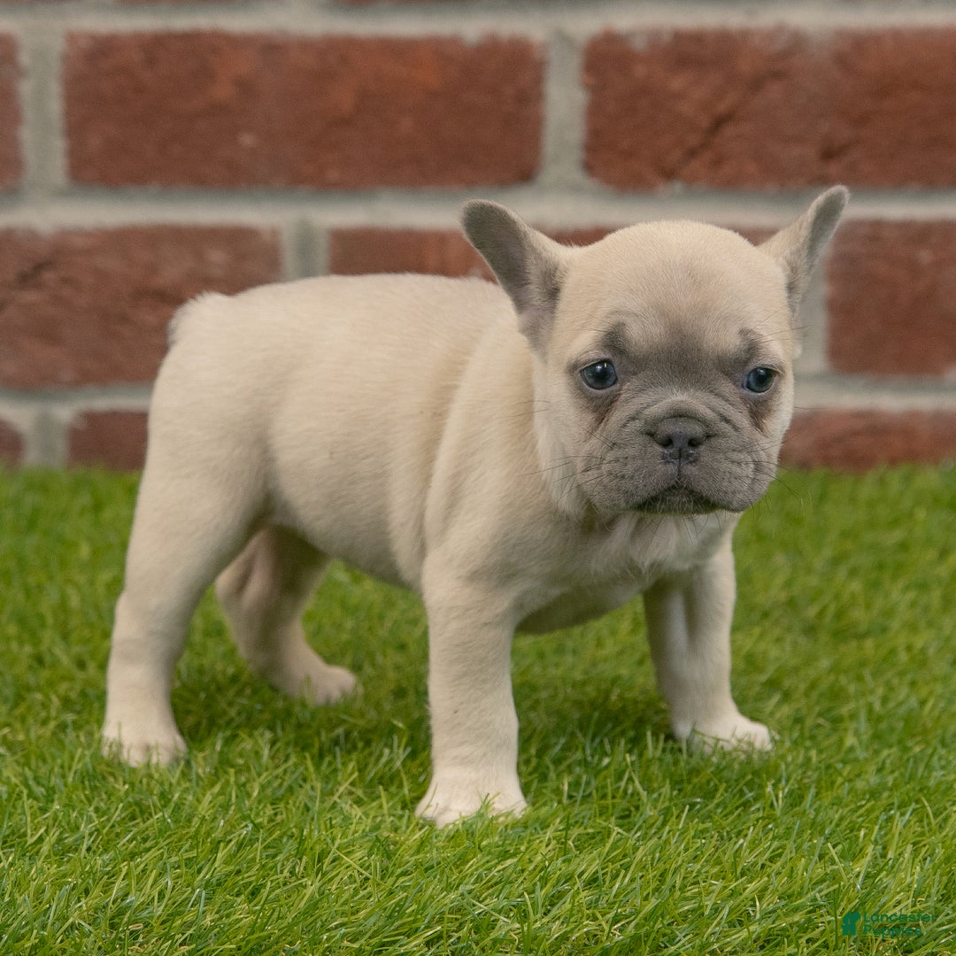 French Bulldog dogs for sale: Maggie - Ad 5