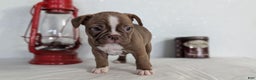 Frenchton dogs for sale: Luna - Ad 2