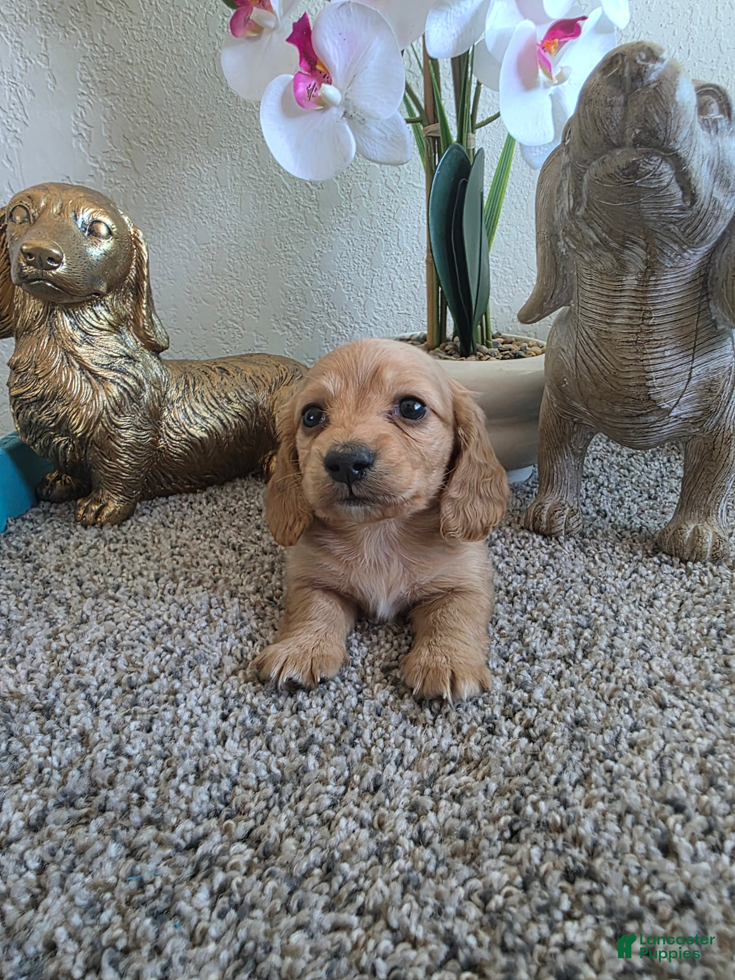 Miniature Dachshund dogs for sale: Bear - Ad 1