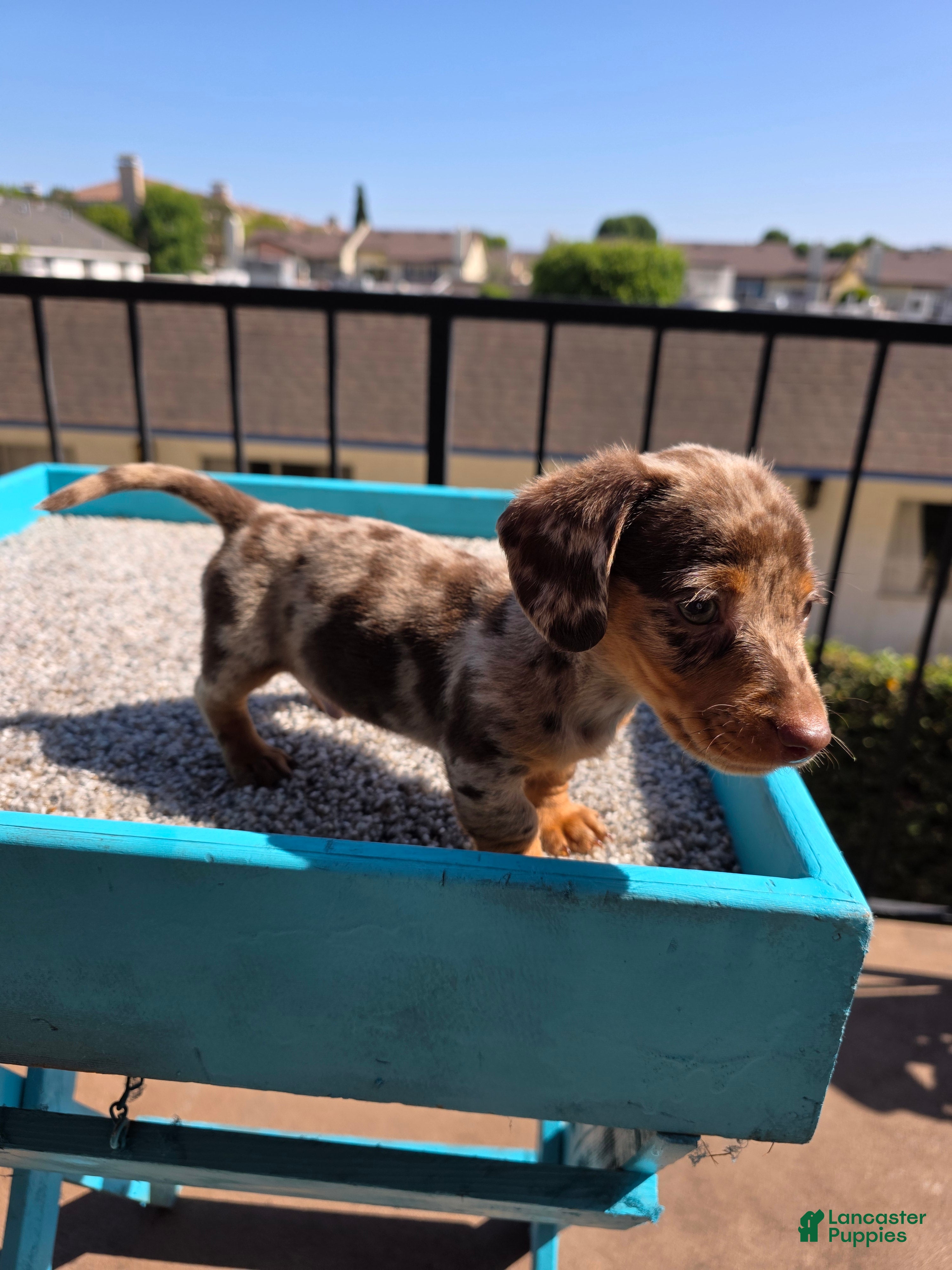 Miniature Dachshund dogs Oliver  - Ad 2