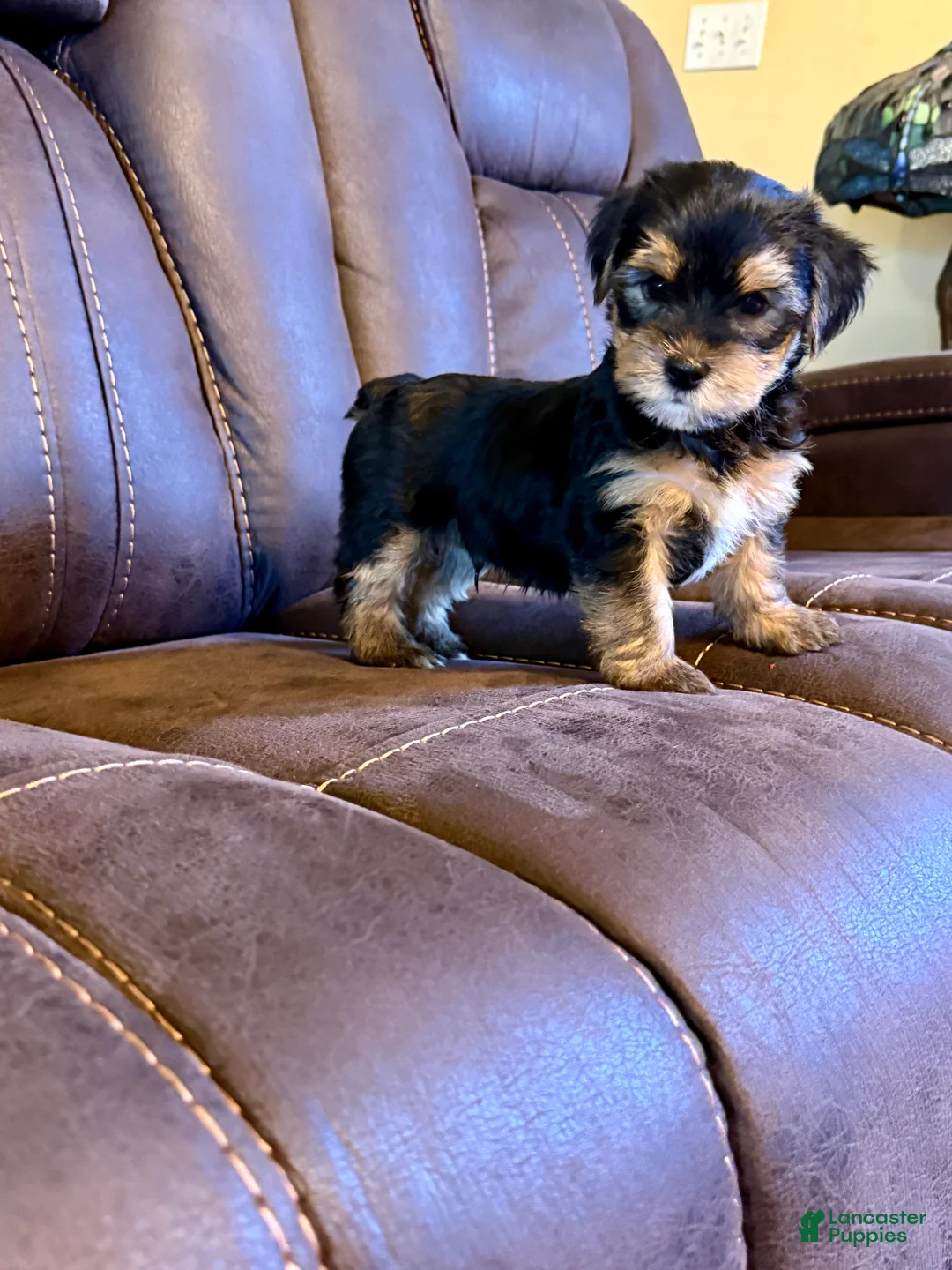 Yorkshire Terrier dogs for sale: Yorkshire Terrier 6 - Ad 2