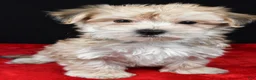 Morkie dogs for sale: Chuckie - Ad 3