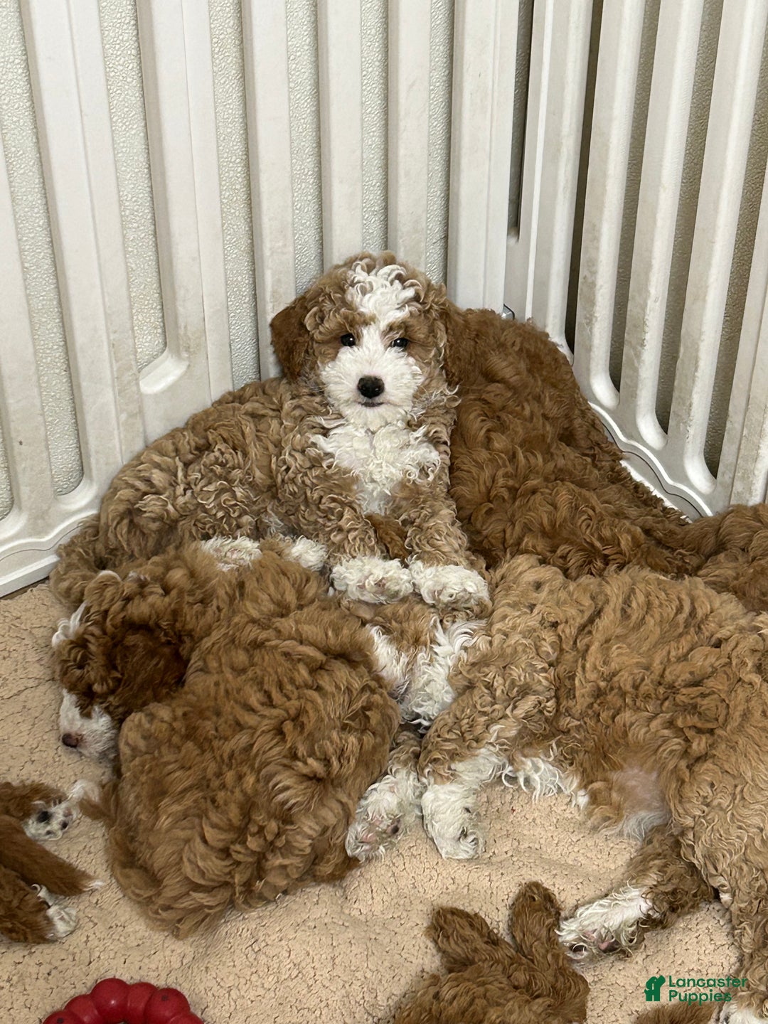 Mini Goldendoodle dogs for sale: Petite Tuxedo Mini Goldendoodle Mr. Perfection - Ad 1