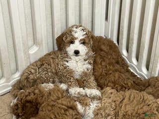 Mini Goldendoodle dogs Petite Tuxedo Mini Goldendoodle Mr. Perfection - Ad 27