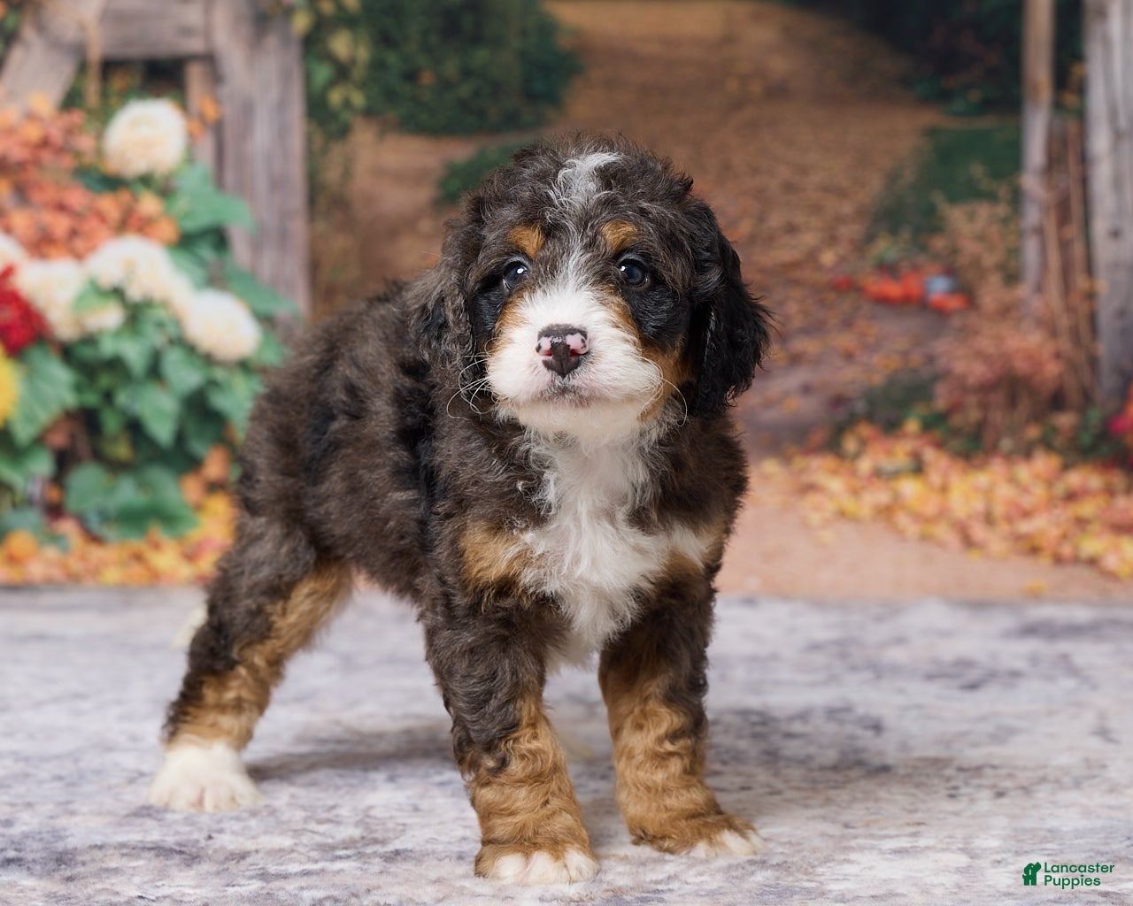 Bernedoodle dogs Kendrick - Ad 2