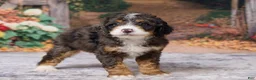 Bernedoodle dogs for sale: Kendrick - Ad 2