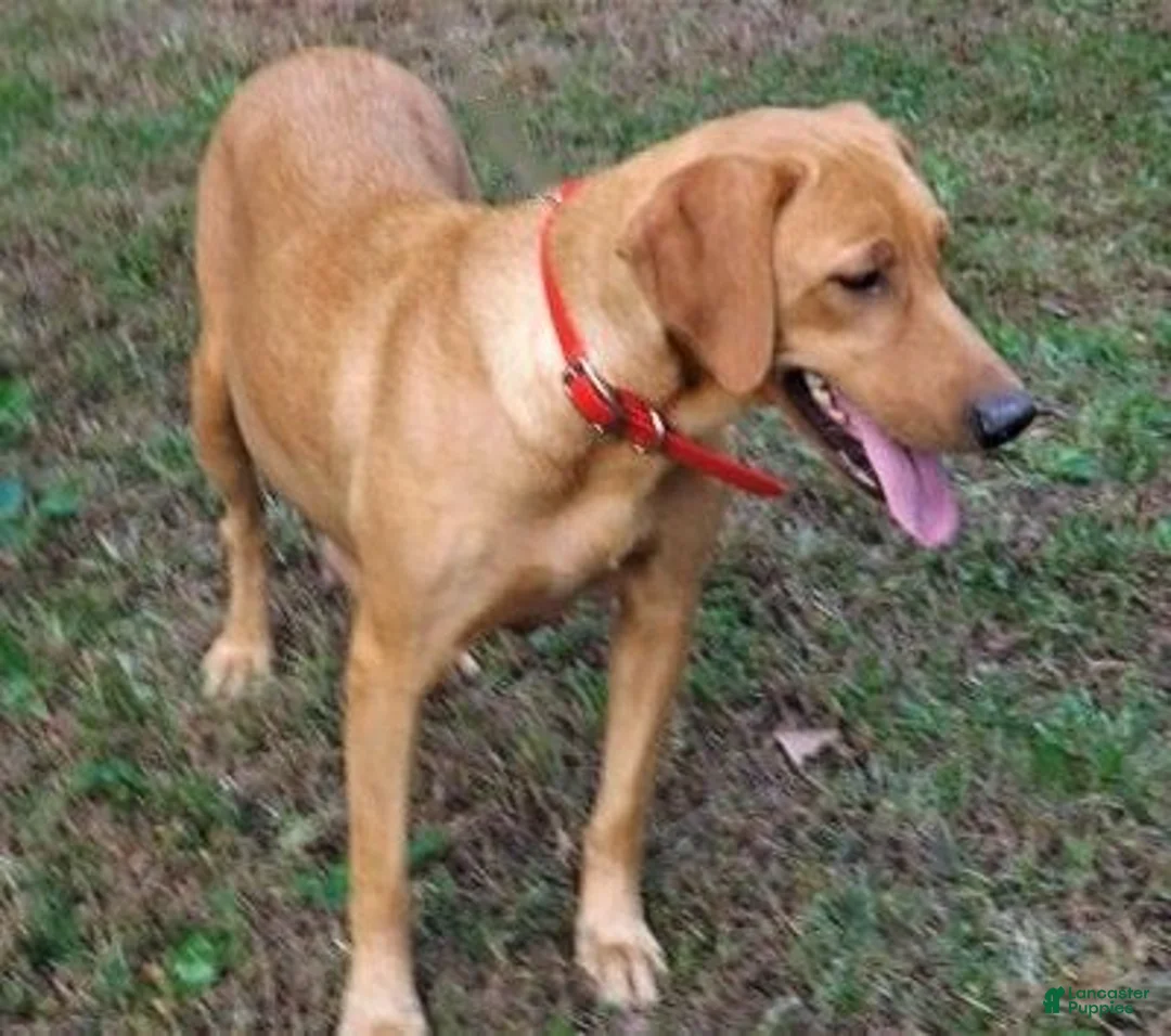 Labrador Retriever dogs for sale: Cream Collar Puppy - Ad 2