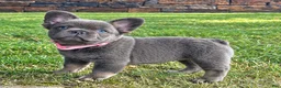 French Bulldog dogs for sale: Chai video ad - Ad 4