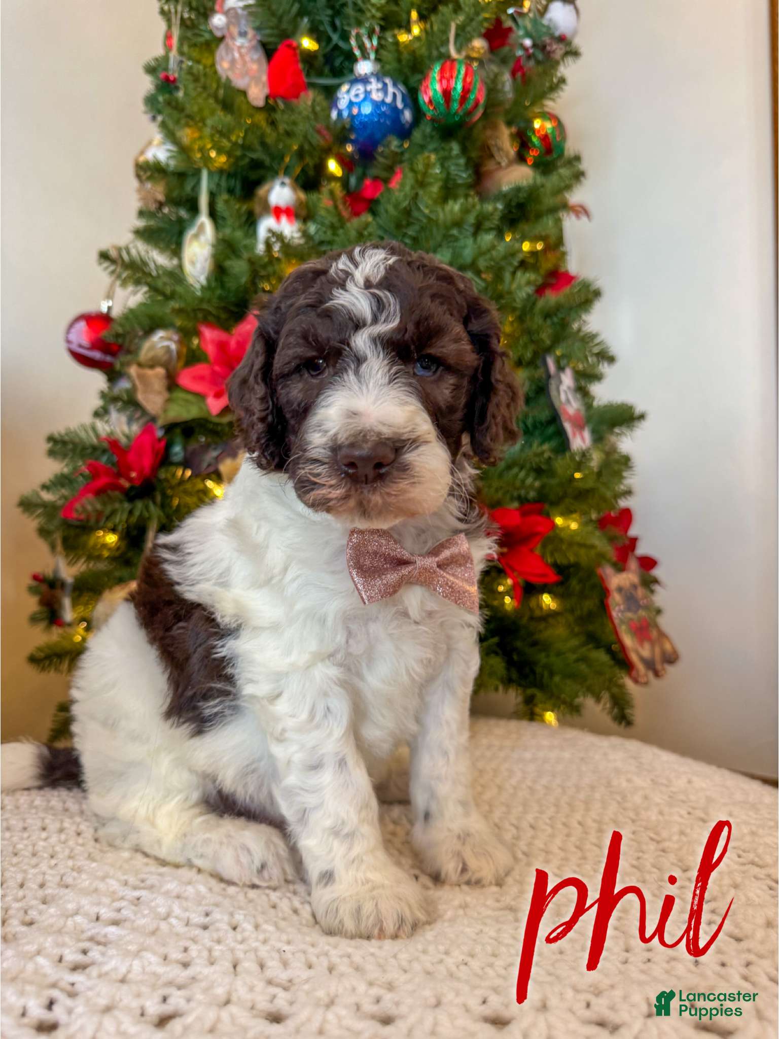 Mixed Breed dogs Phil - Ad 3