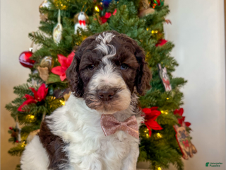 Mixed Breed dogs Phil - Ad 3