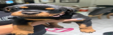 Rottweiler Puppy 3