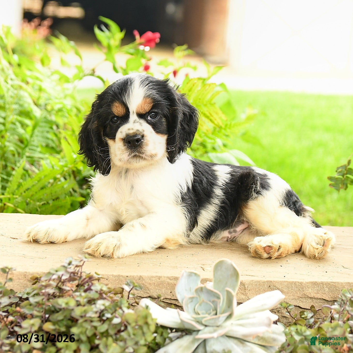 English Cocker Spaniel dogs Lana - Ad 2