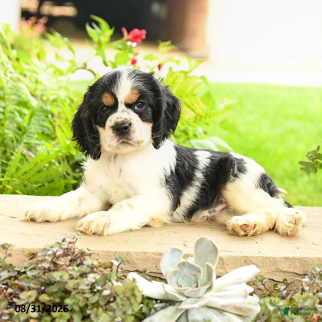 English Cocker Spaniel dogs for sale: Lana - Ad 2