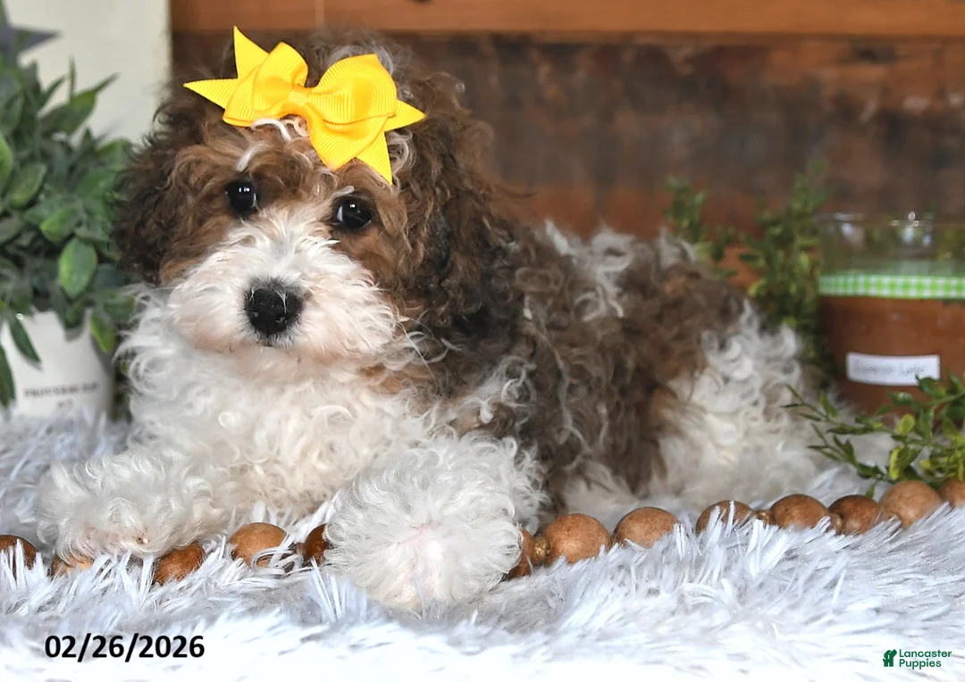 Lhasapoo dogs for sale: Blossom - Ad 2