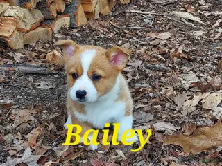 Welsh Corgi Pembroke dogs for sale: Bailey - Ad 2