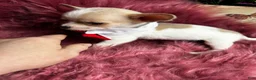 Chihuahua dogs for sale: Buttons AKA Mr. Sorrowful  - Ad 2