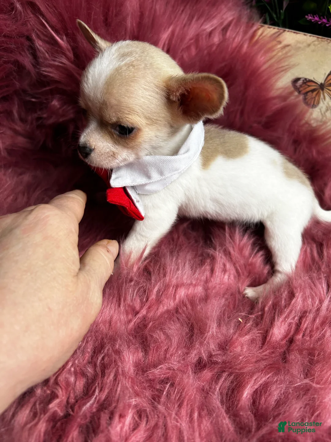 Chihuahua dogs for sale: Buttons AKA Mr. Sorrowful  - Ad 2