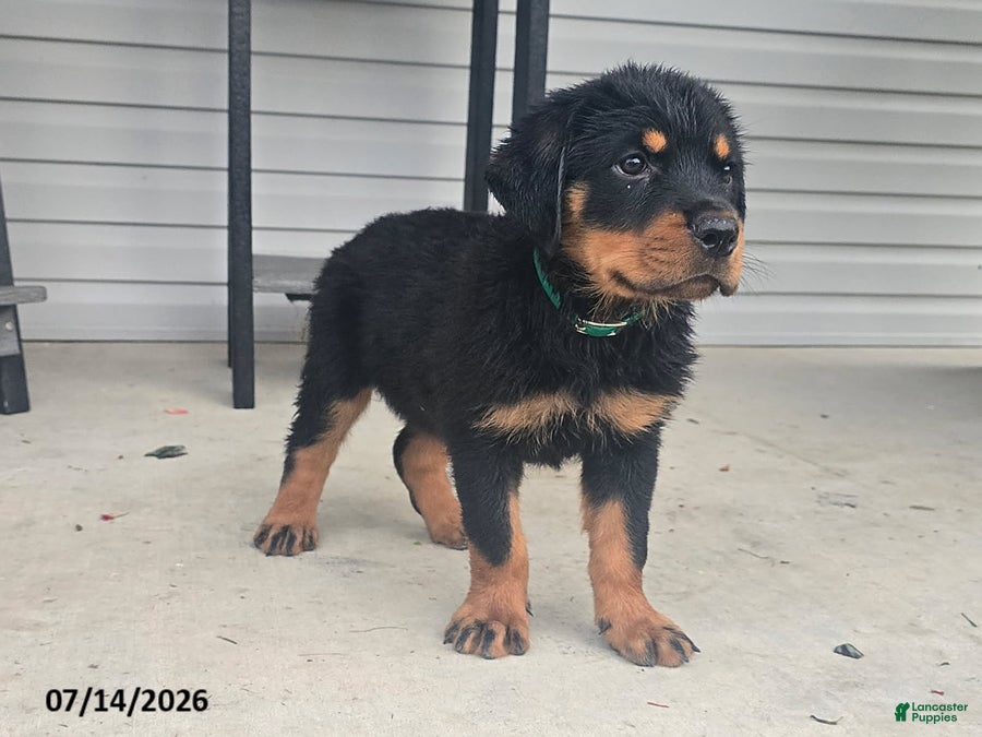 Rottweiler dogs Daisy - Ad 2