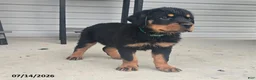 Rottweiler dogs for sale: Daisy - Ad 2