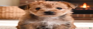 Morkie 2