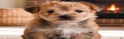 Morkie dogs for sale: Morkie 2 - Ad 1