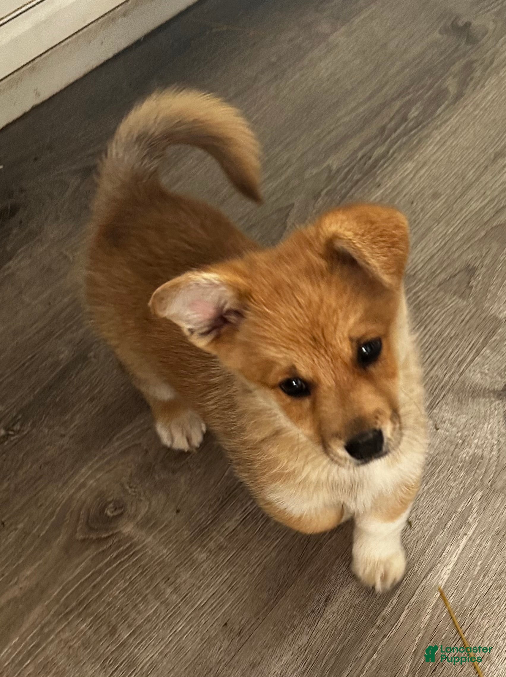 Welsh Corgi Pembroke dogs Welsh Corgi Pembroke Puppy 1 - Ad 10