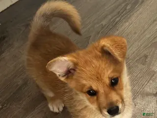 Welsh Corgi Pembroke dogs Welsh Corgi Pembroke Puppy 1 - Ad 10