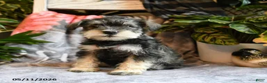Molly