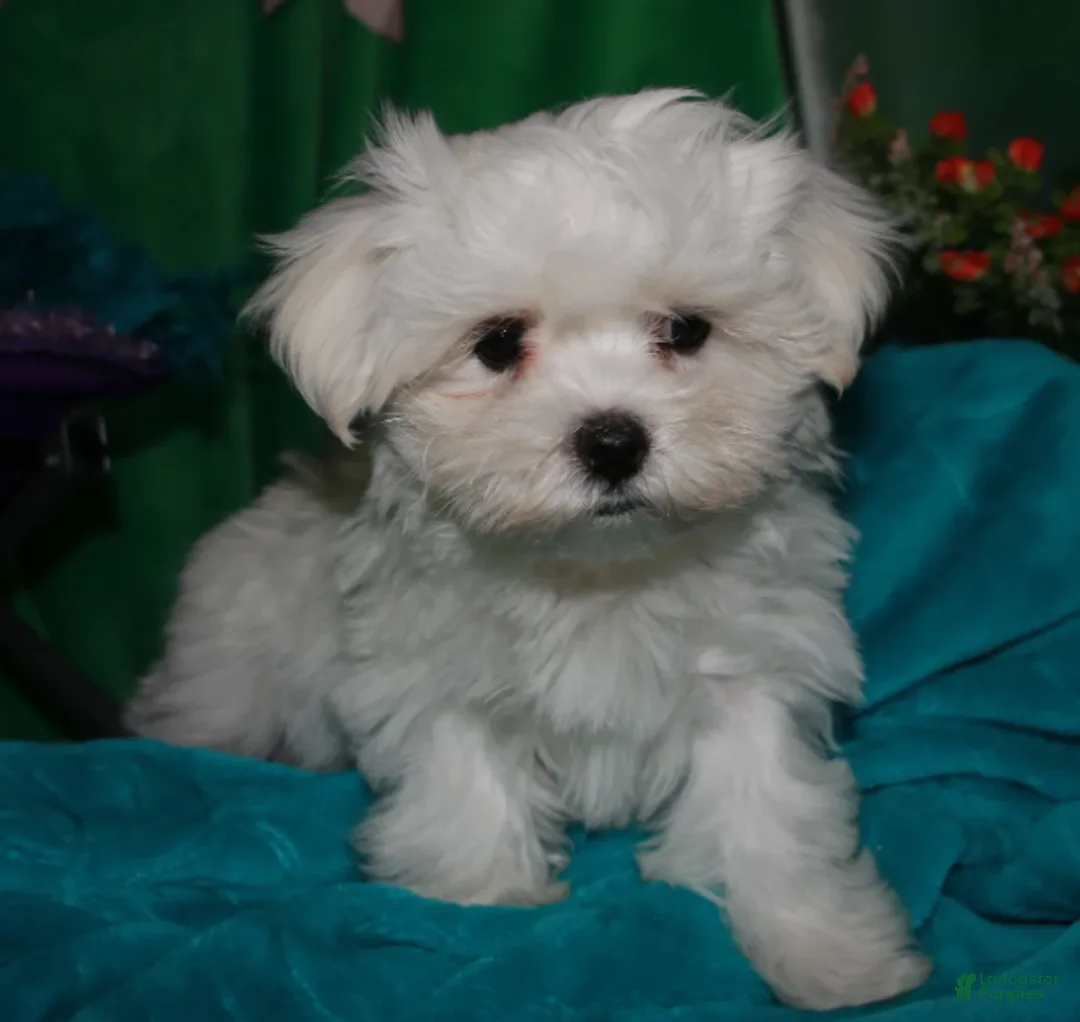 Maltese dogs for sale: Archie  - Ad 5