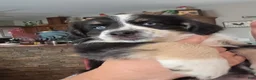 Miniature Australian Shepherd dogs for sale: Miniature Australian Shepherd 1 - Ad 4