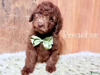 Saint Berdoodles dogs Preacher - Ad 12