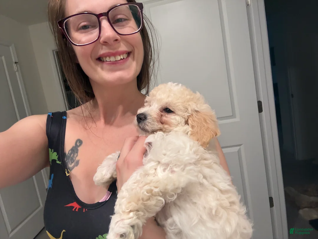 Toy Poodle dogs for sale: Toy Poodle 1 - Ad 2