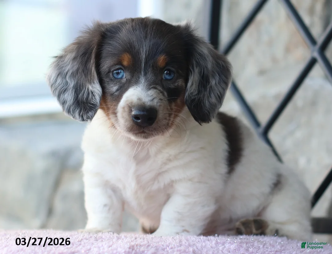 Miniature Dachshund dogs for sale: Frosty - Ad 2