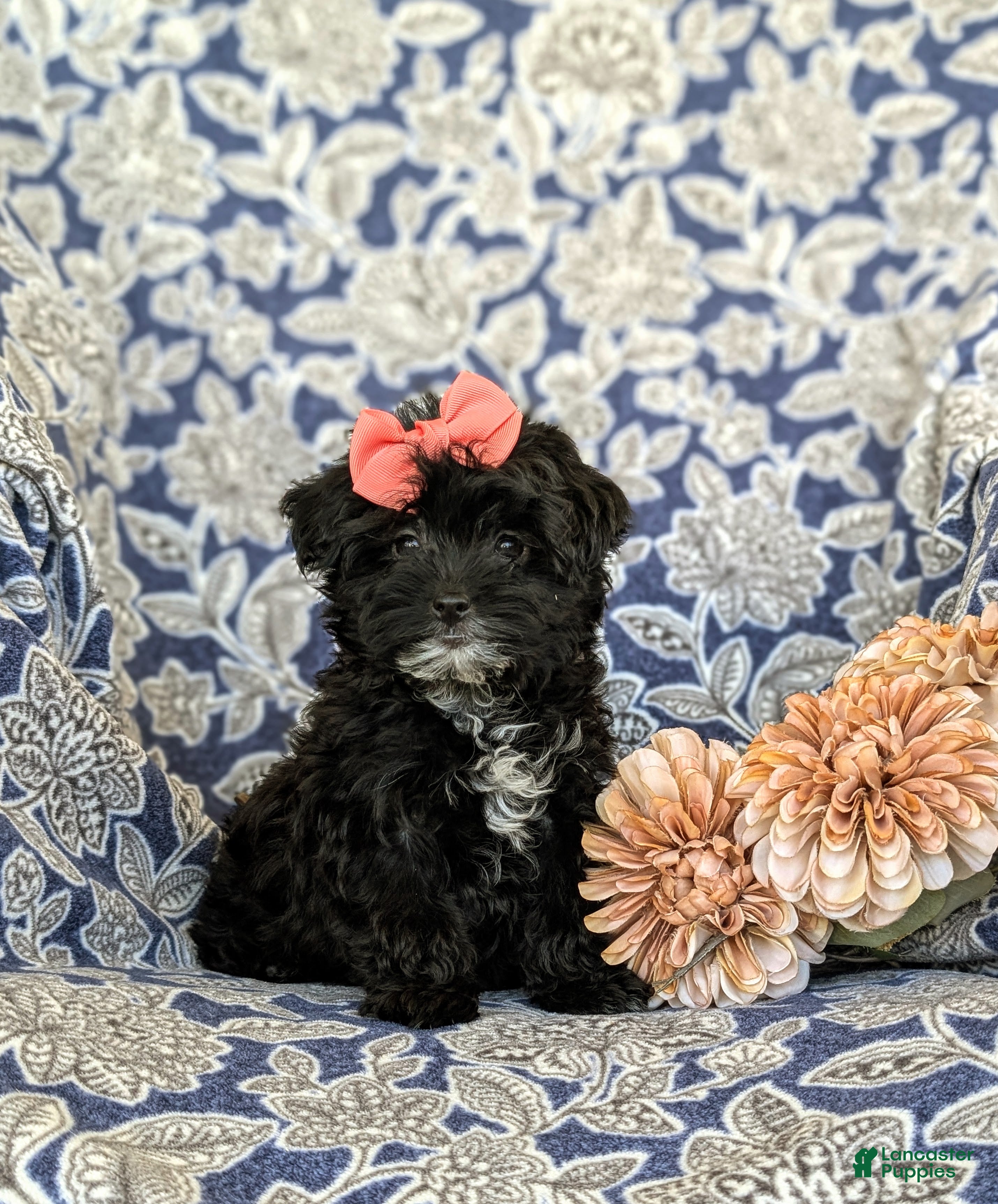 Yorkiepoo dogs for sale: Hana 6 lbs Full Grown - Ad 1