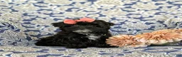 Yorkiepoo dogs for sale: Hana 6 lbs Full Grown - Ad 1