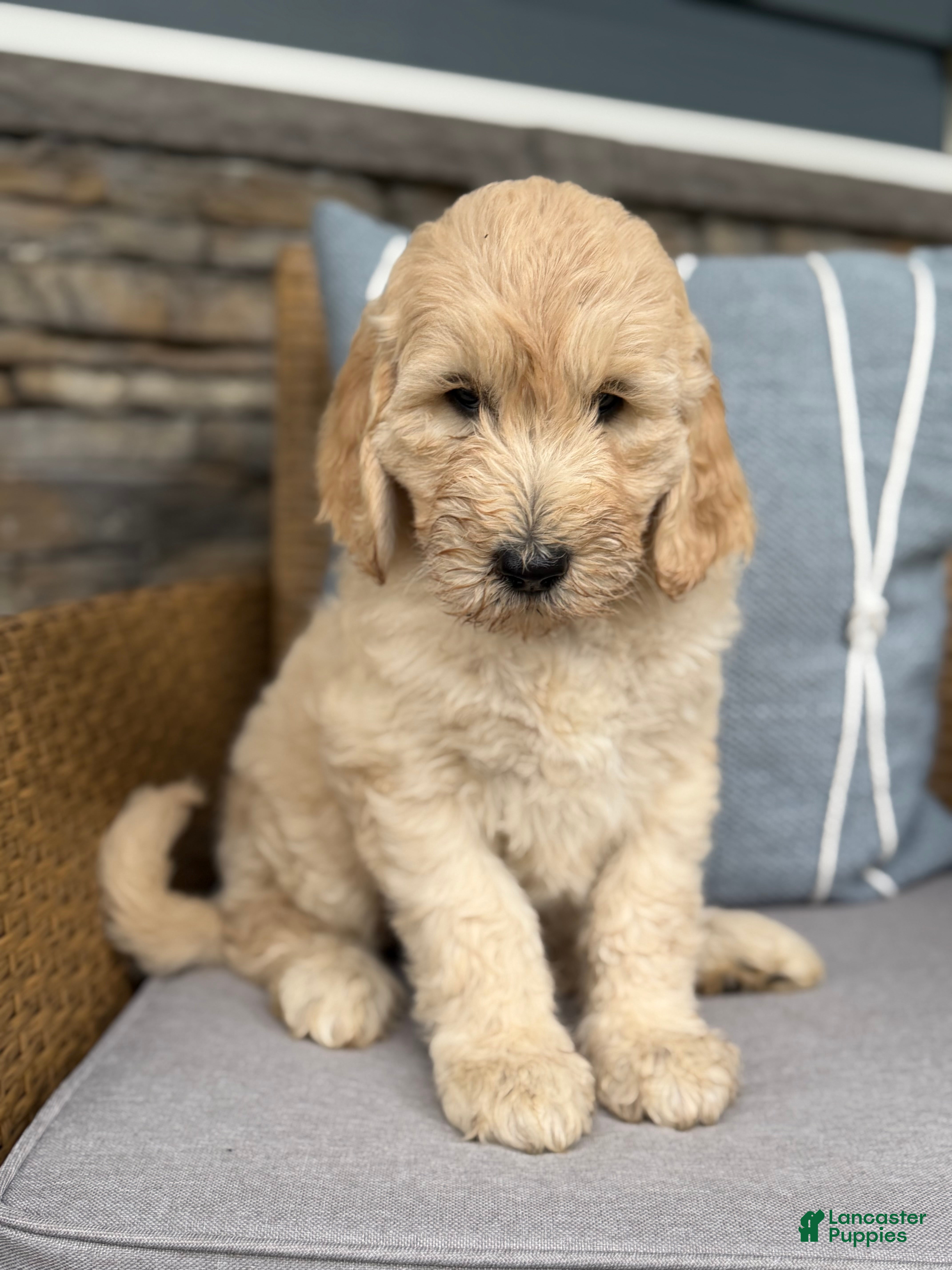 Goldendoodle dogs Violet  - Ad 4