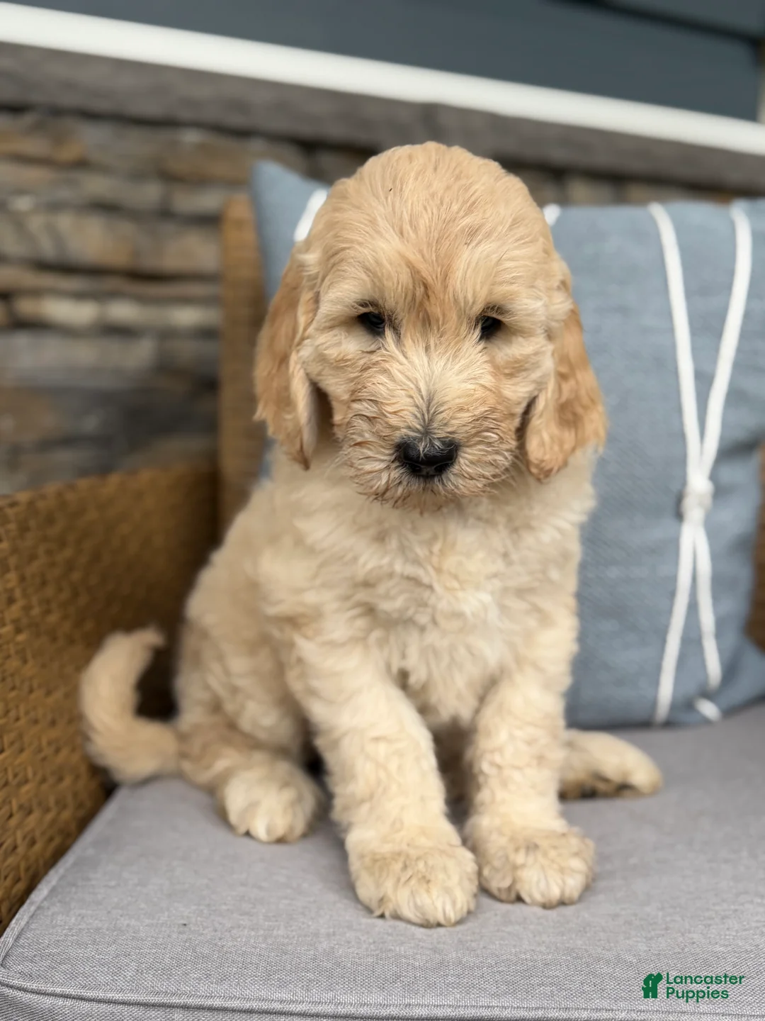 Goldendoodle dogs for sale: Violet  - Ad 1