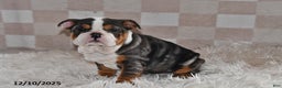 Olde English Bulldogge dogs for sale: Mila - Ad 2