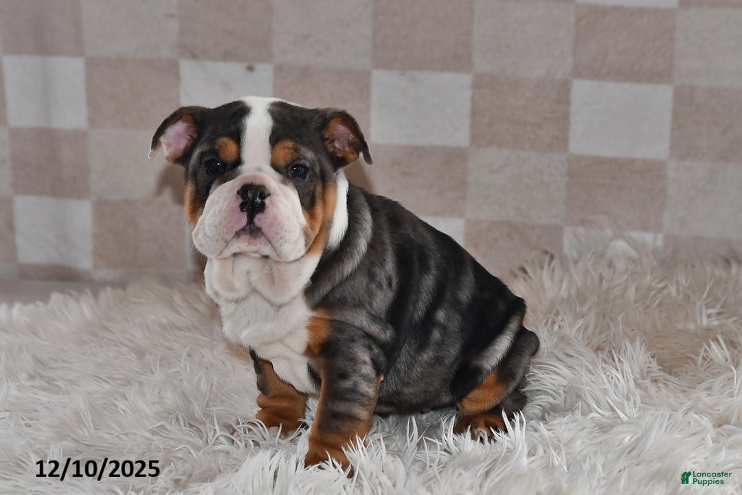 Olde English Bulldogge dogs for sale: Mila - Ad 2