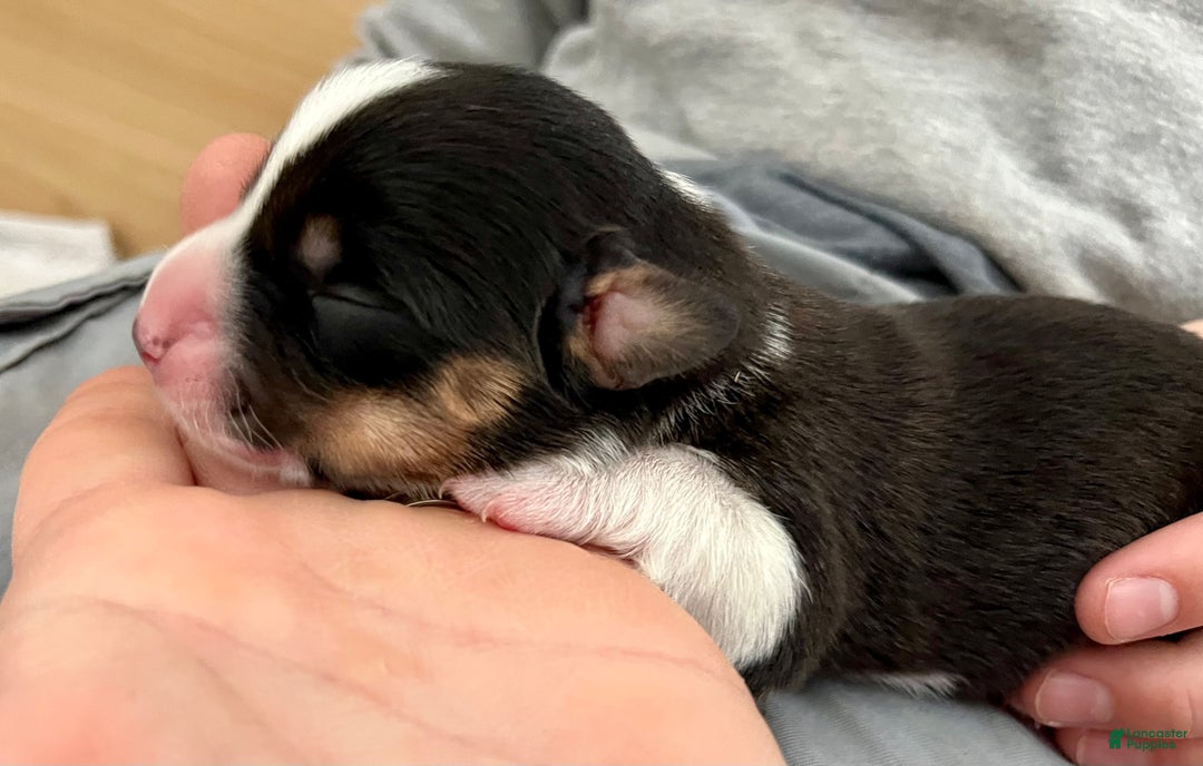 Welsh Corgi Cardigan dogs for sale: Welsh Corgi Cardigan Puppy 8: DeLorean - Ad 1